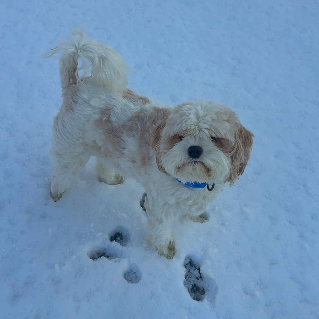 Coach is registered to the contest to win money with this photo: animal, canine, cold, collar, cute, daytime, dog, fluffy, fur, nature, outdoor, paw_prints, pet, playful, small_dog, snow, standing, walking, white, winter