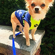 Binky is registered to the contest to win money with this photo: animal, blue, brick_wall, cute, dog, ears, fur, greenery, harness, leash, outdoor, pet, puppy, shrub, small_dog, standing, stone_ledge, sunlight, vest, yellow