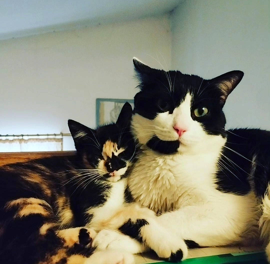 Figaro participe au concours pour gagner de l'argent avec cette photo : carnivore, cat, comfort, domestic_short_haired_cat, felidae, fur, mammal, paw, plant, sitting, small_to_medium_sized_cats, snout, square, tail, vertebrate, whiskers, window