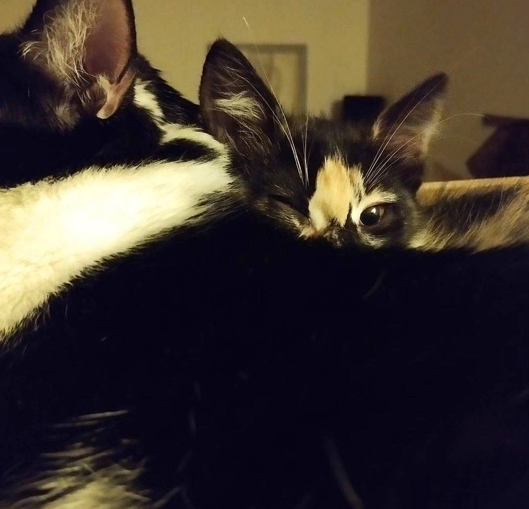 Figaro participe au concours pour gagner de l'argent avec cette photo : cat, claw, comfort, darkness, domestic_short_haired_cat, ear, fashion_accessory, feather, felidae, foot, fur, human_body, paw, shadow, small_to_medium_sized_cats, snout, tail, terrestrial_animal, whiskers, wing