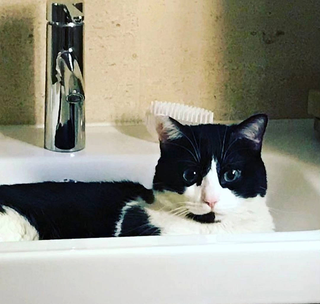 Figaro participe au concours pour gagner de l'argent avec cette photo : bathroom, carnivore, cat, comfort, domestic_short_haired_cat, felidae, fur, household_supply, linens, monochrome_photography, plumbing, plumbing_fixture, rectangle, room, small_to_medium_sized_cats, snout, tail, tap, whiskers, window