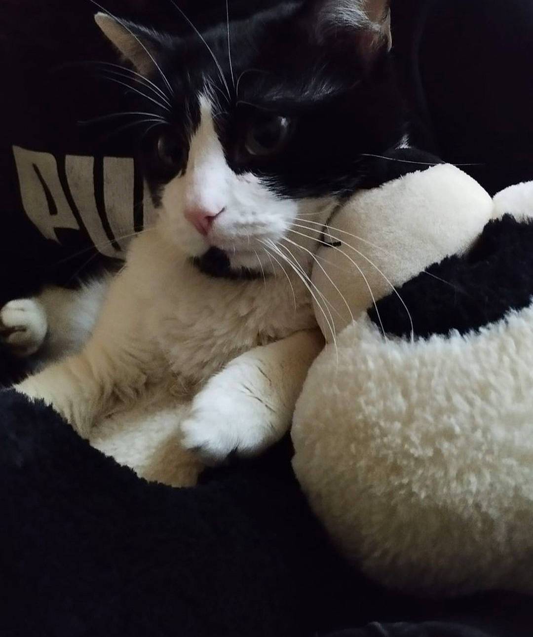 Figaro a rejoint le concours — aidez-le/la à gagner de superbes lots ! carnivore, cat, cat_supply, claw, cloud, comfort, domestic_short_haired_cat, felidae, foot, fur, human_leg, love, nap, paw, sleep, small_to_medium_sized_cats, snout, tail, whiskers