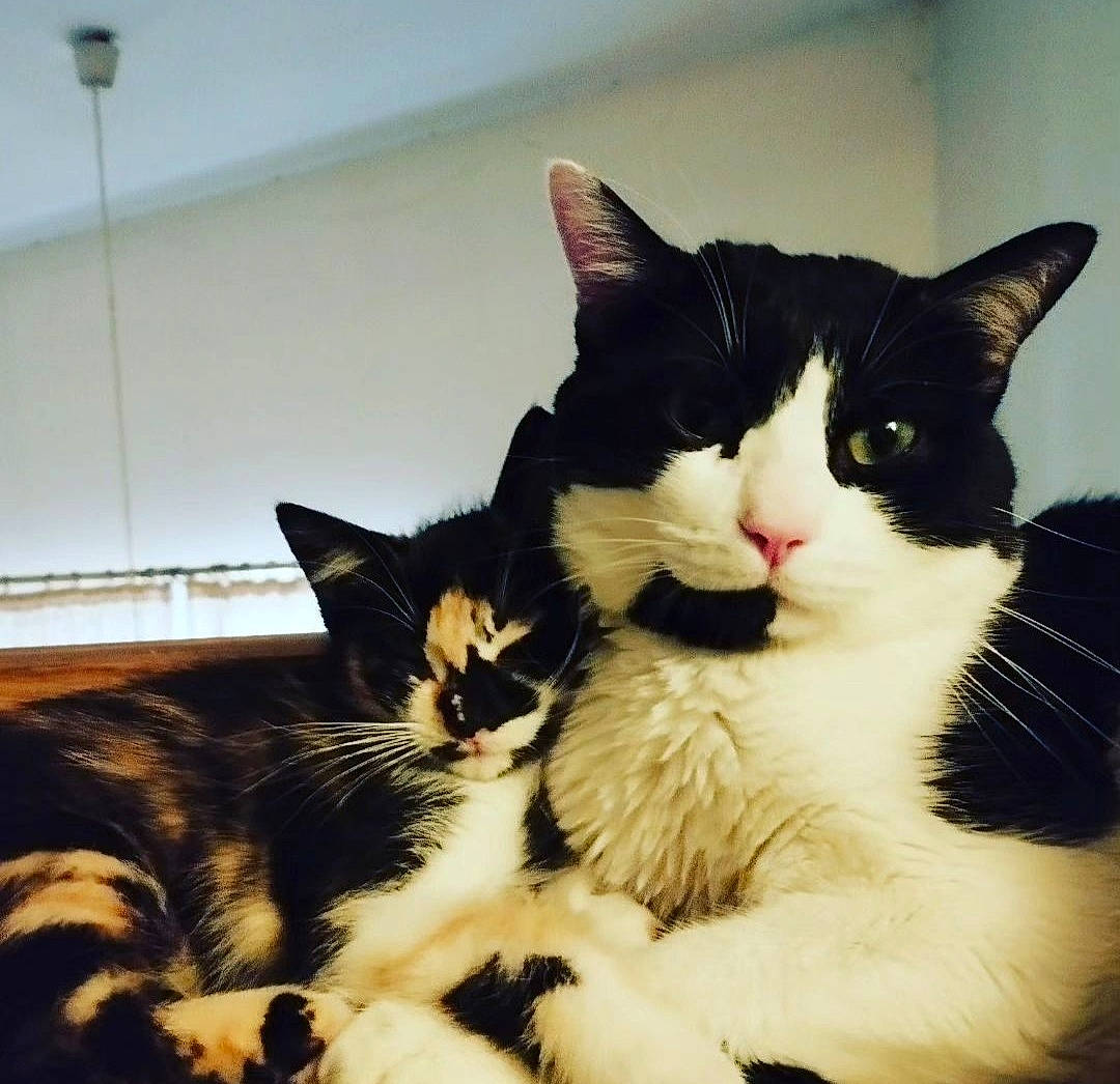 Figaro participe au concours pour gagner de l'argent avec cette photo : carnivore, cat, claw, comfort, domestic_short_haired_cat, felidae, foot, fur, lap, mammal, monochrome_photography, paw, plant, sitting, small_to_medium_sized_cats, snout, tail, vertebrate, whiskers, window