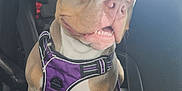Molly joined the competition — help win amazing prizes! dog, car, car_seat, purple_harness, pet, animal, inside, window, seat, leash, brown_dog, white_paws, happy, alert, daylight, sky, interior, child_seat, looking_out, pet_harness