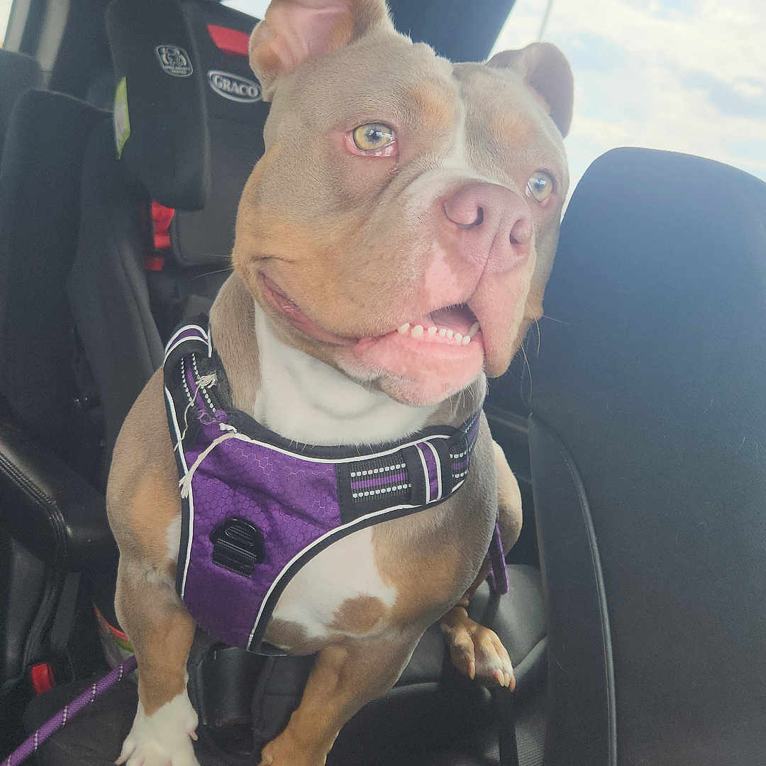 Molly joined the competition — help win amazing prizes! alert, animal, brown_dog, car, car_seat, child_seat, daylight, dog, happy, inside, interior, leash, looking_out, pet, pet_harness, purple_harness, seat, sky, white_paws, window