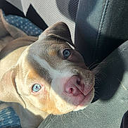 Molly is registered to the contest to win money with this photo: puppy, dog, blue_eyes, pink_nose, car_seat, blanket, sunlight, shadow, resting, close_up, fur, texture, cozy, indoor, pet, animal, cute, young_dog, head, portrait
