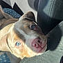 puppy, dog, blue_eyes, pink_nose, car_seat, blanket, sunlight, shadow, resting, close_up, fur, texture, cozy, indoor, pet, animal, cute, young_dog, head, portrait