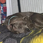 Nala joined the competition — help win amazing prizes! dog, bed, blanket, comforter, indoor, resting, sleepy, collar, plaid, shirt, poster, sports, basketball, wall, furniture, relaxed, animal, pet, canine, home