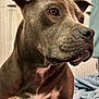 Nala is registered to the contest to win money with this photo: dog, pet, animal, indoor, portrait, close_up, brown_coat, blanket, resting, canine, face, ears, fur, looking_away, domestic, companion, cute, muzzle, whiskers, eyes