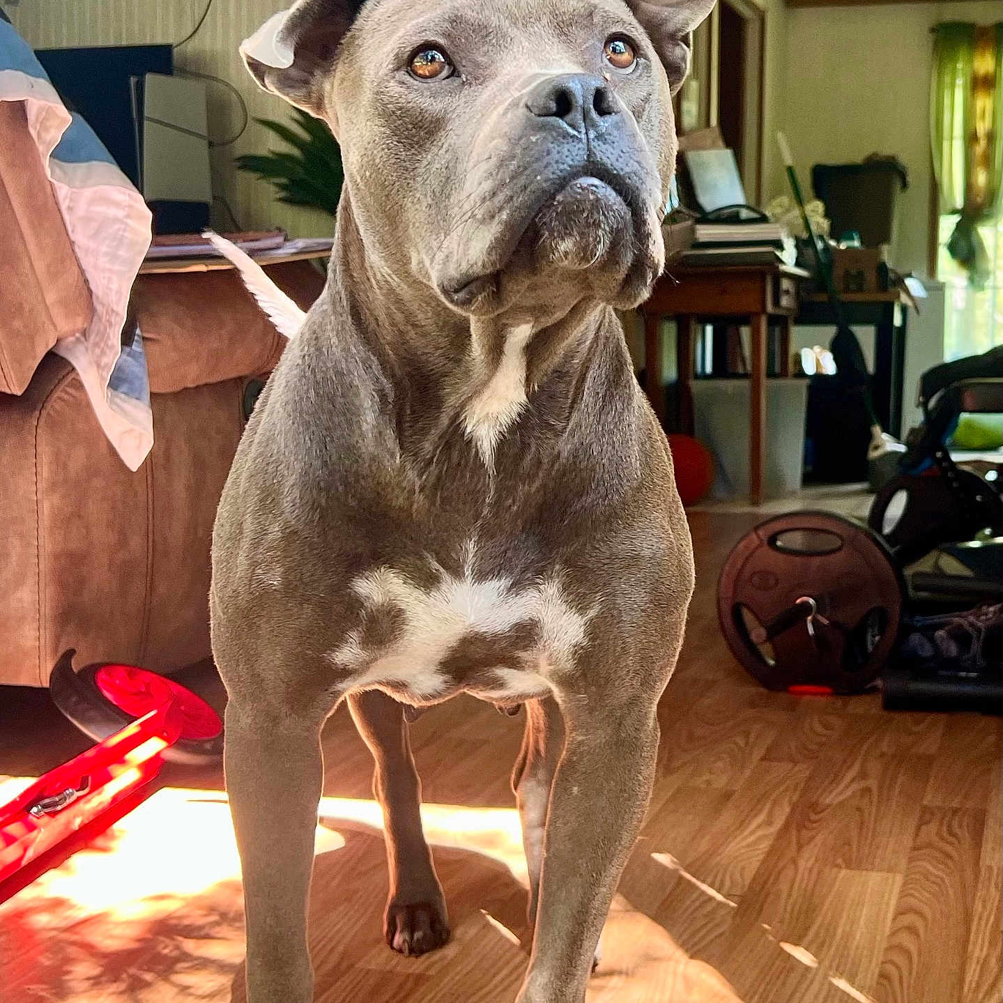 Nala joined the competition — help win amazing prizes! alert, animal_portrait, brown_couch, canine, dog, ears_up, exercise_equipment, flooring, furniture, home_decor, houseplant, indoor, living_room, pet, shadow, sunlight, television, white_markings, window, wood_floor