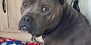 Nala is registered to the contest to win money with this photo: dog, pit_bull, indoor, brown_eyes, blanket, furniture, wooden_cabinet, floor, pet, companion, canine, ears, fur, looking_back, domestic_animal, animal_portrait, household, relaxed, seated, curious