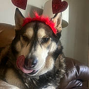 Chilakil joined the competition — help win amazing prizes! dog, pet, heart_headband, tongue_out, couch, indoor, lamp, fur, brown, white, black, cute, playing, relaxed, animal, mammal, snout, ears, tongue, accessory