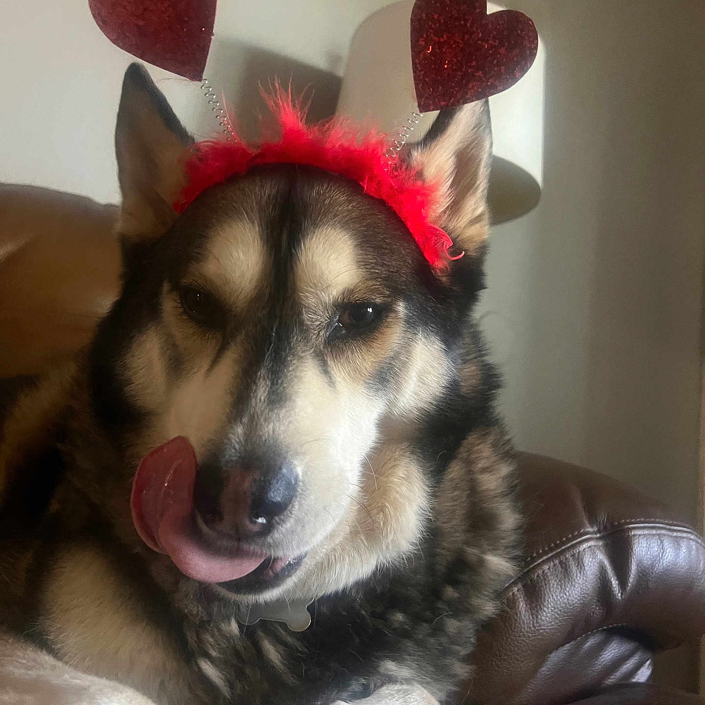 Chilakil joined the competition — help win amazing prizes! accessory, animal, black, brown, couch, cute, dog, ears, fur, heart_headband, indoor, lamp, mammal, pet, playing, relaxed, snout, tongue, tongue_out, white