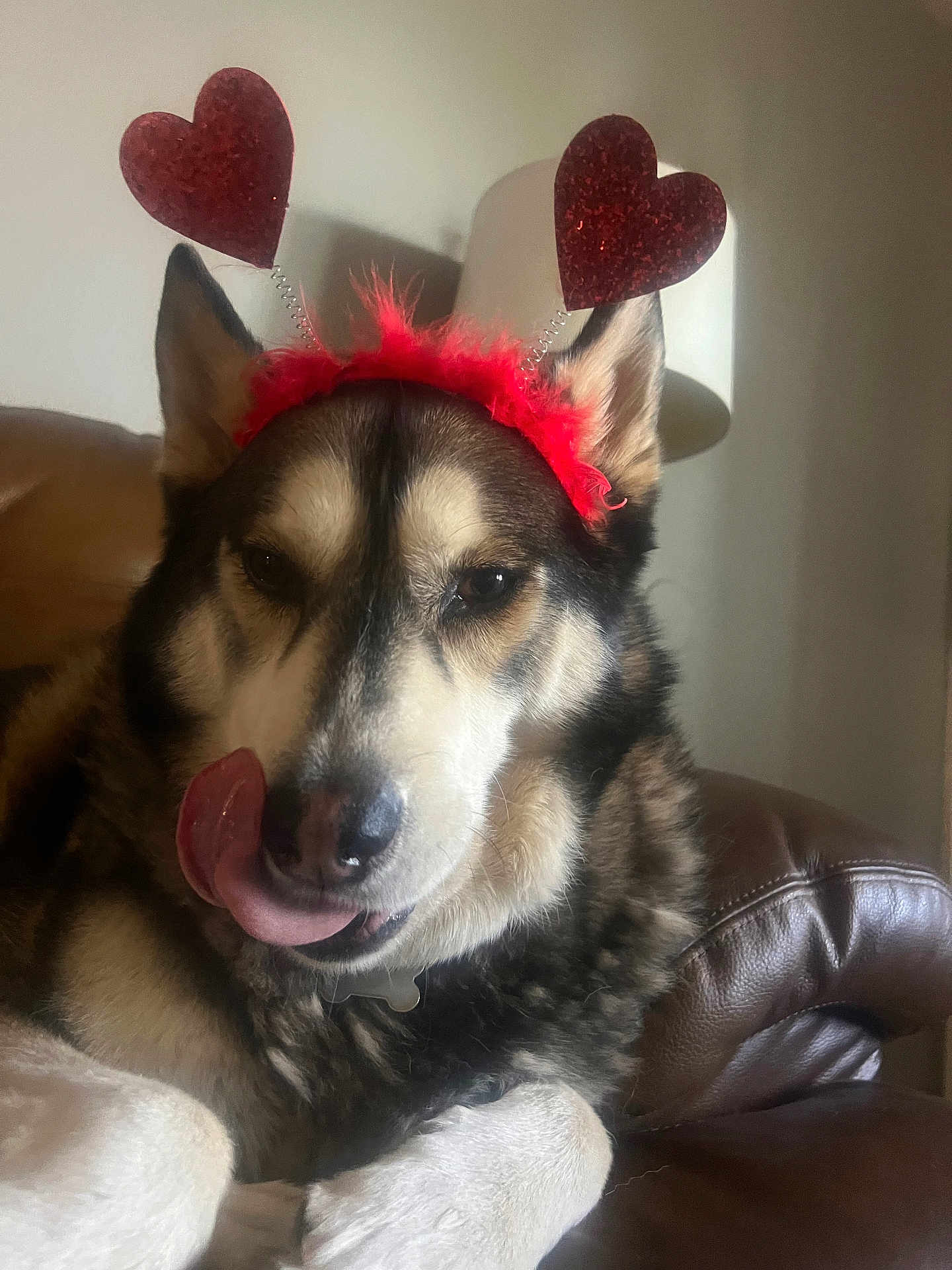 Chilakil joined the competition — help win amazing prizes! dog, pet, heart_headband, tongue_out, couch, indoor, lamp, fur, brown, white, black, cute, playing, relaxed, animal, mammal, snout, ears, tongue, accessory