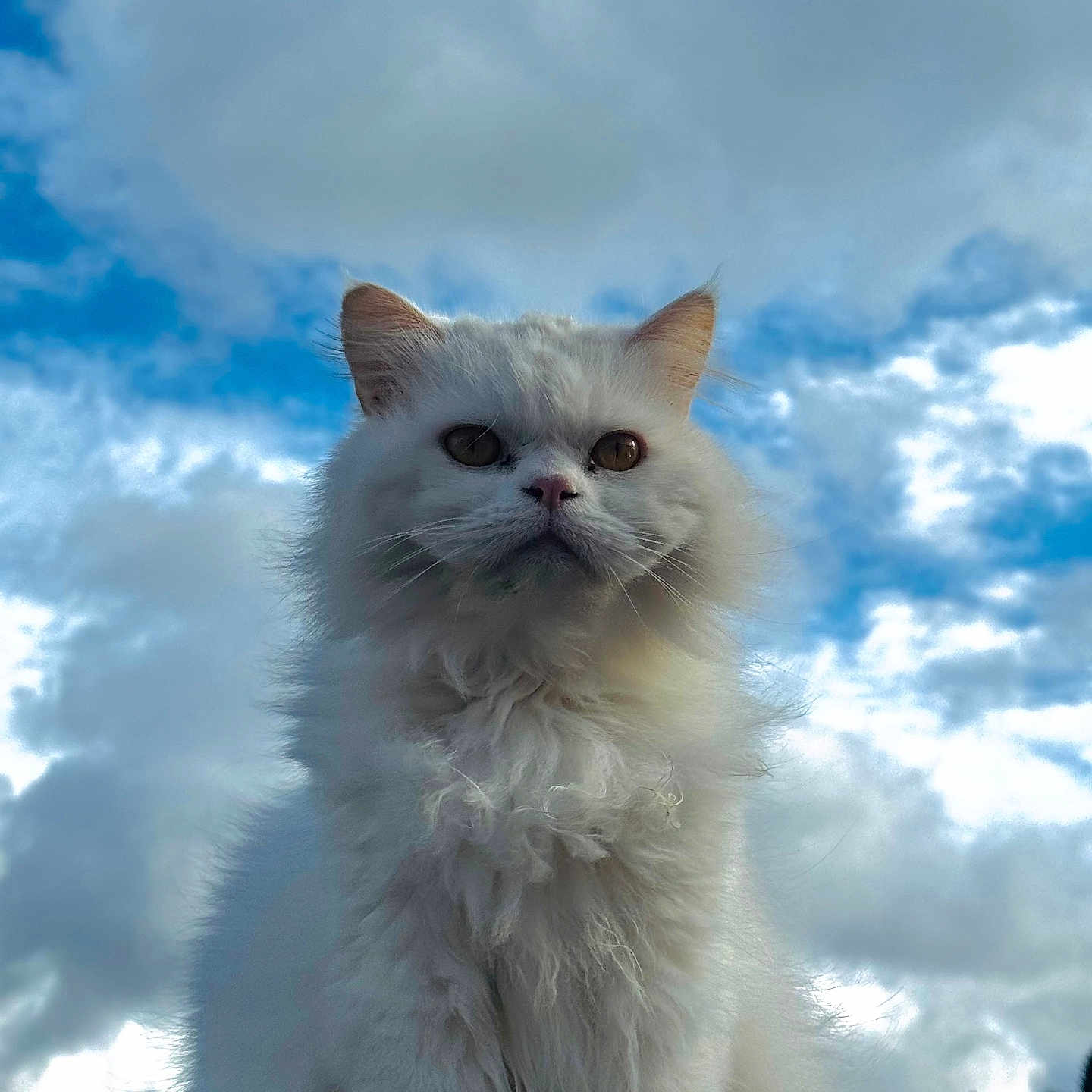 Snow a rejoint le concours — aidez-le/la à gagner de superbes lots ! cat, white_cat, fluffy, outdoor, cloudy_sky, blue_sky, pet, animal, feline, portrait, nature, fur, whiskers, ears, face, eyes, sitting, majestic, sky, clouds