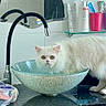 Snow a rejoint le concours — aidez-le/la à gagner de superbes lots ! cat, white_cat, sink, bathroom, faucet, glass_sink, countertop, mirror, toothbrush, toothpaste, cup, shelf, pet, animal, curious, orange_eyes, fluffy, indoor, clean, still_life