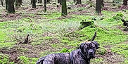 Iron a rejoint le concours — aidez-le/la à gagner de superbes lots ! dog, forest, trees, moss, greenery, nature, outdoor, canine, animal, brindle, standing, adventure, curious, scenery, woodland, landscape, daylight, wildlife, quiet, serene