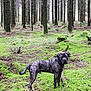 dog, forest, trees, moss, greenery, nature, outdoor, canine, animal, brindle, standing, adventure, curious, scenery, woodland, landscape, daylight, wildlife, quiet, serene