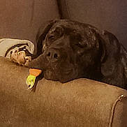 Iron participe au concours pour gagner de l'argent avec cette photo : dog, resting, couch, brown, indoor, pet, sleepy, relaxed, living_room, furniture, canine, animal, domestic, toy, comfort, head, paw, blanket, cozy, home