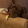 dog, resting, couch, brown, indoor, pet, sleepy, relaxed, living_room, furniture, canine, animal, domestic, toy, comfort, head, paw, blanket, cozy, home