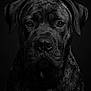 dog, portrait, black_and_white, close_up, wet_fur, animal, pet, canine, expression, texture, moody, studio, intense, face, ears, snout, eyes, detail, dark_background, water_droplets