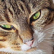 Dolly joined the competition — help win amazing prizes! animal, cat, close_up, cute, detail, domestic_cat, face, feline, fur, green_eyes, mammal, natural, nose, pet, portrait, soft_light, tabby, texture, whisker, whiskers