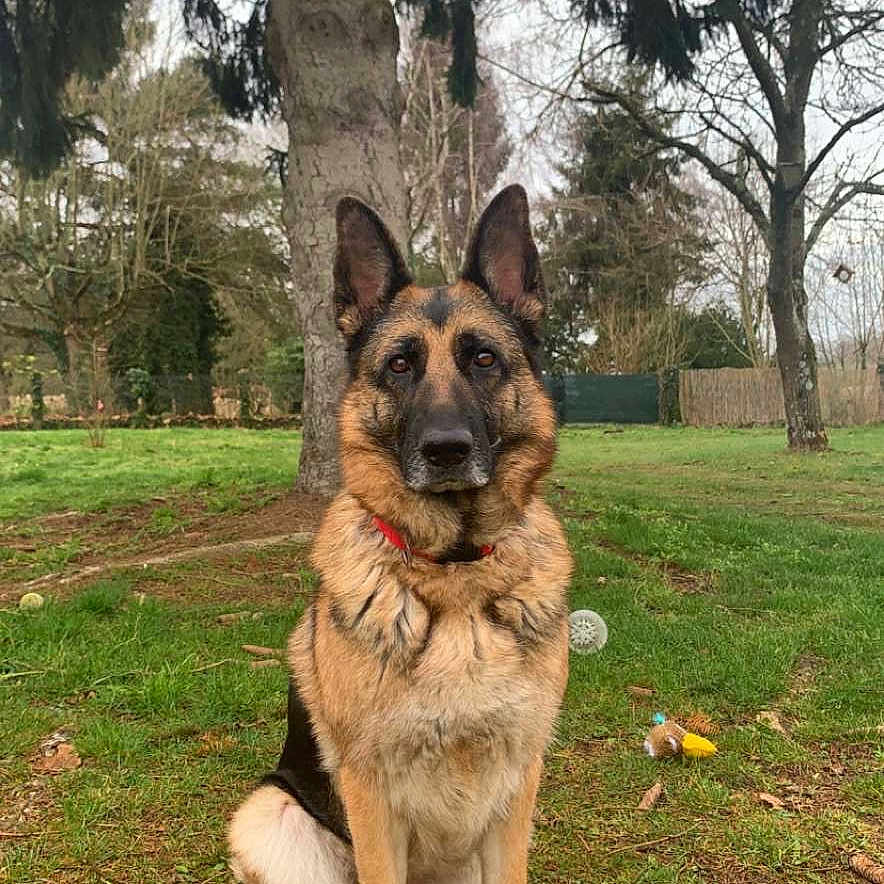 Nevada participe au concours pour gagner de l'argent avec cette photo : animal, backyard, canine, dog, germanshepherd, grass, green, grove, land, nature, outdoors, park, pet, plant, policedog, puppy, tree, vegetation, woodland, yard