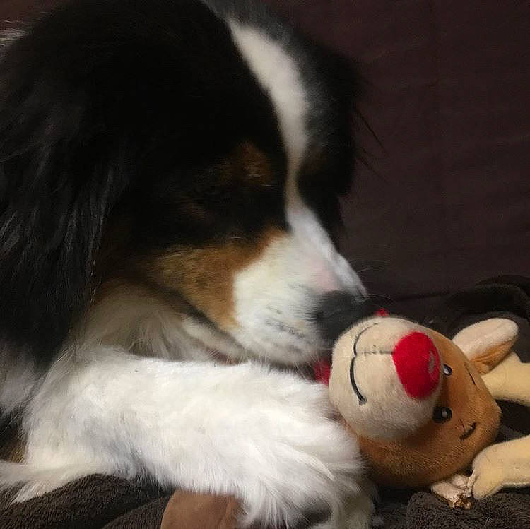 Fantastique participe au concours pour gagner de l'argent avec cette photo : australian_shepherd, bernese_mountain_dog, canidae, carnivore, companion_dog, dog, dog_breed, dog_toy, fur, love, mammal, nose, phalene, puppy, puppy_love, rare_breed_dog, snout, sporting_group, vertebrate, working_dog