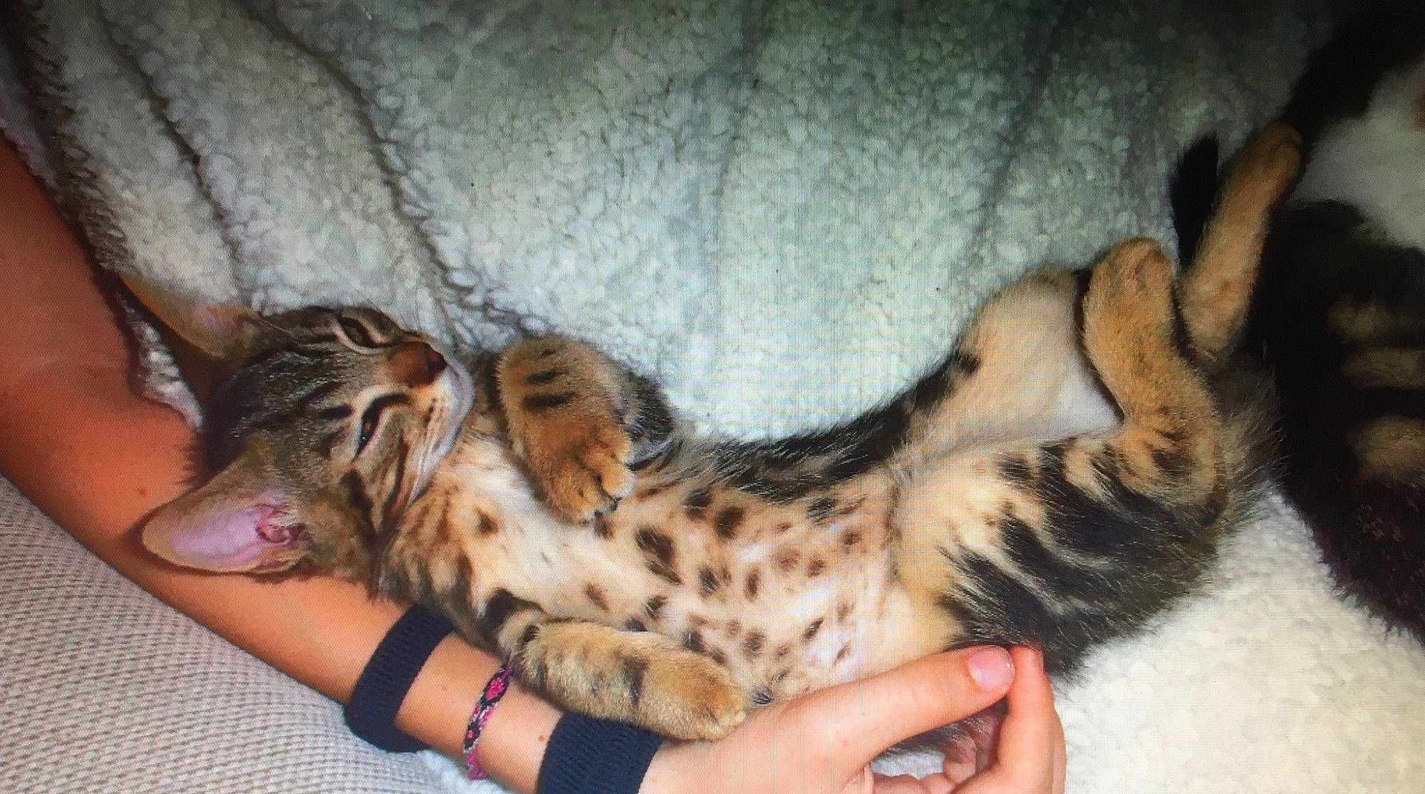 Bilou a rejoint le concours — aidez-le/la à gagner de superbes lots ! asian, bengal, carnivore, cat, claw, dragon_li, egyptian_mau, european_shorthair, felidae, kitten, mammal, ocicat, oriental_longhair, pixie_bob, savannah, small_to_medium_sized_cats, sokoke, tabby_cat, toyger, vertebrate