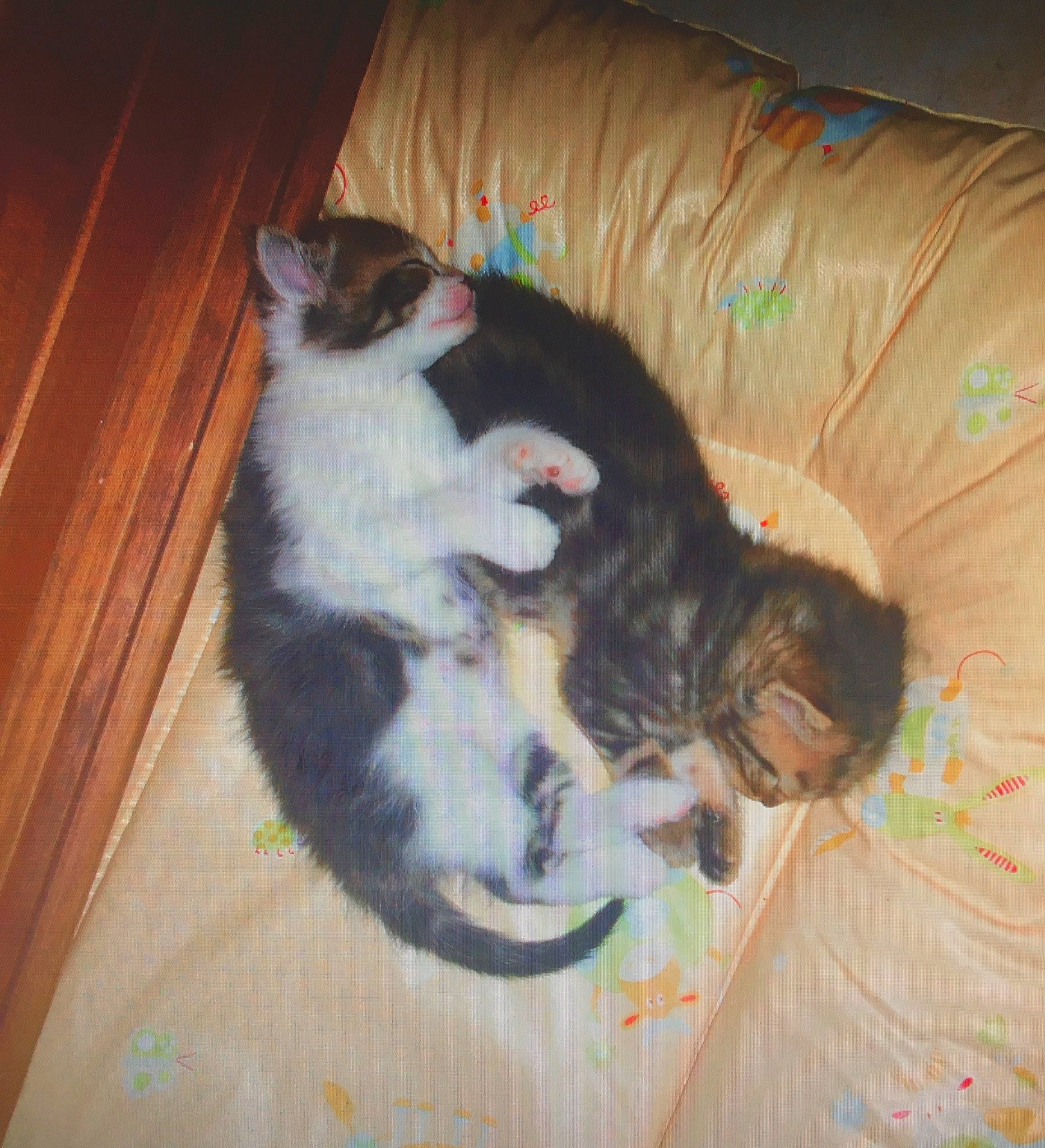 Bilou a rejoint le concours — aidez-le/la à gagner de superbes lots ! american_curl, carnivore, cat, domestic_short_haired_cat, european_shorthair, felidae, fur, kitten, norwegian_forest_cat, sleep, small_to_medium_sized_cats, tail, whiskers