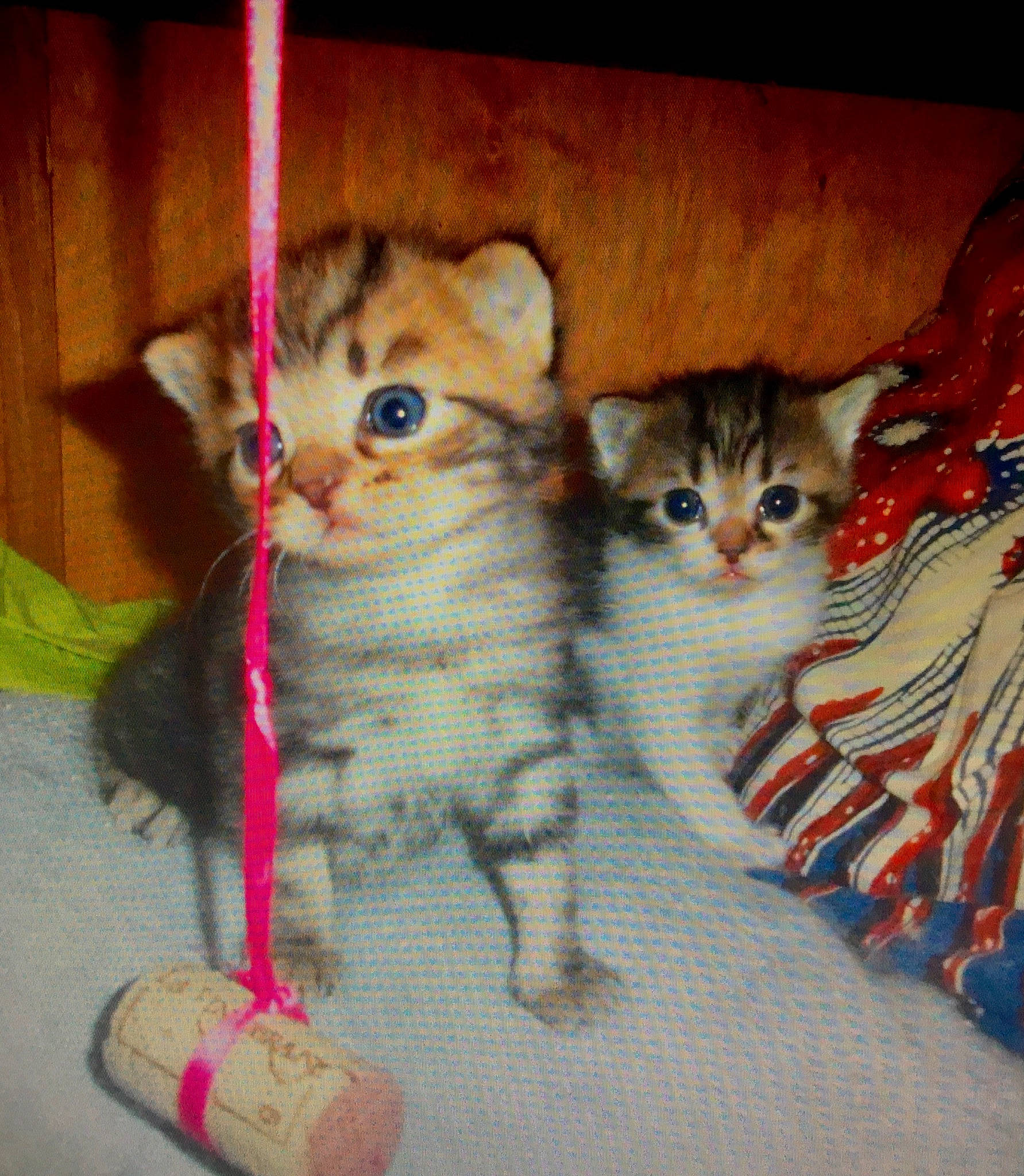 Babylone a rejoint le concours — aidez-le/la à gagner de superbes lots ! aegean_cat, american_curl, american_wirehair, asian, carnivore, cat, domestic_short_haired_cat, european_shorthair, fawn, felidae, kitten, mammal, munchkin, polydactyl_cat, scottish_fold, small_to_medium_sized_cats, tabby_cat, tail, vertebrate, whiskers