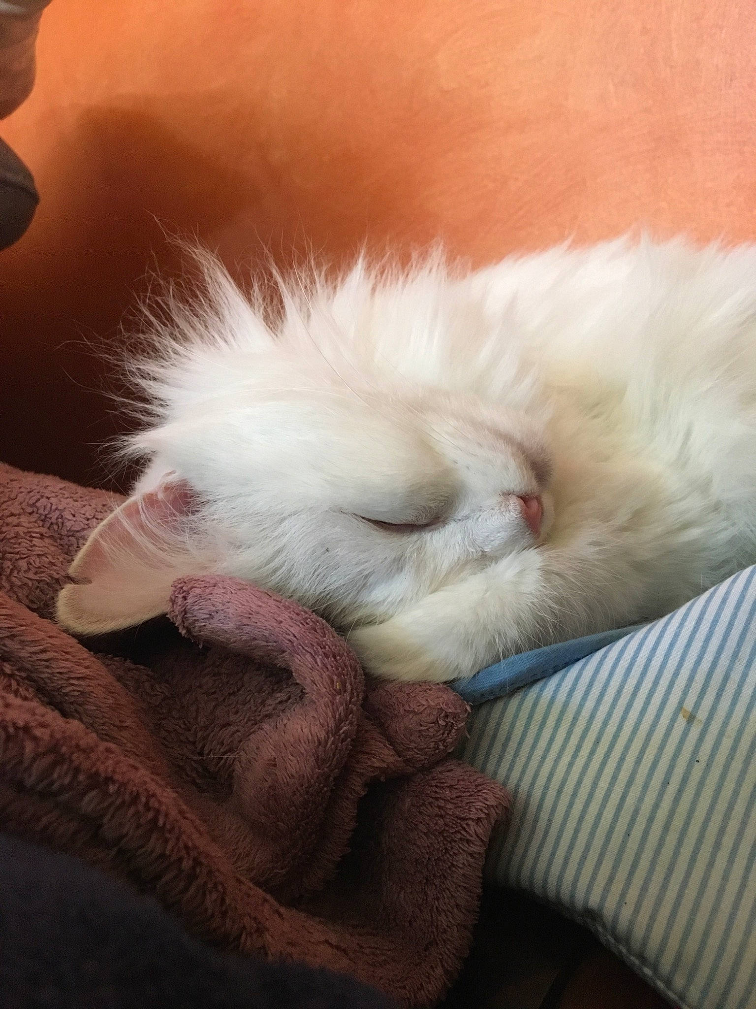 Chouchou a rejoint le concours — aidez-le/la à gagner de superbes lots ! cat, claw, fawn, felidae, fur, nap, persian, ragdoll, sleep, small_to_medium_sized_cats, turkish_angora, turkish_van, whiskers