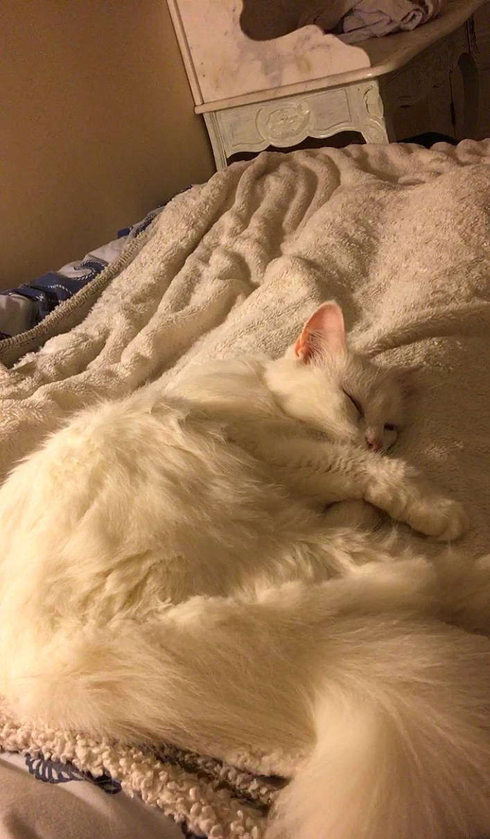 Chouchou a rejoint le concours — aidez-le/la à gagner de superbes lots ! asian, burmilla, carnivore, cat, colorpoint_shorthair, fawn, felidae, fur, khao_manee, kitten, nap, ragdoll, sleep, small_to_medium_sized_cats, turkish_angora, turkish_van, whiskers