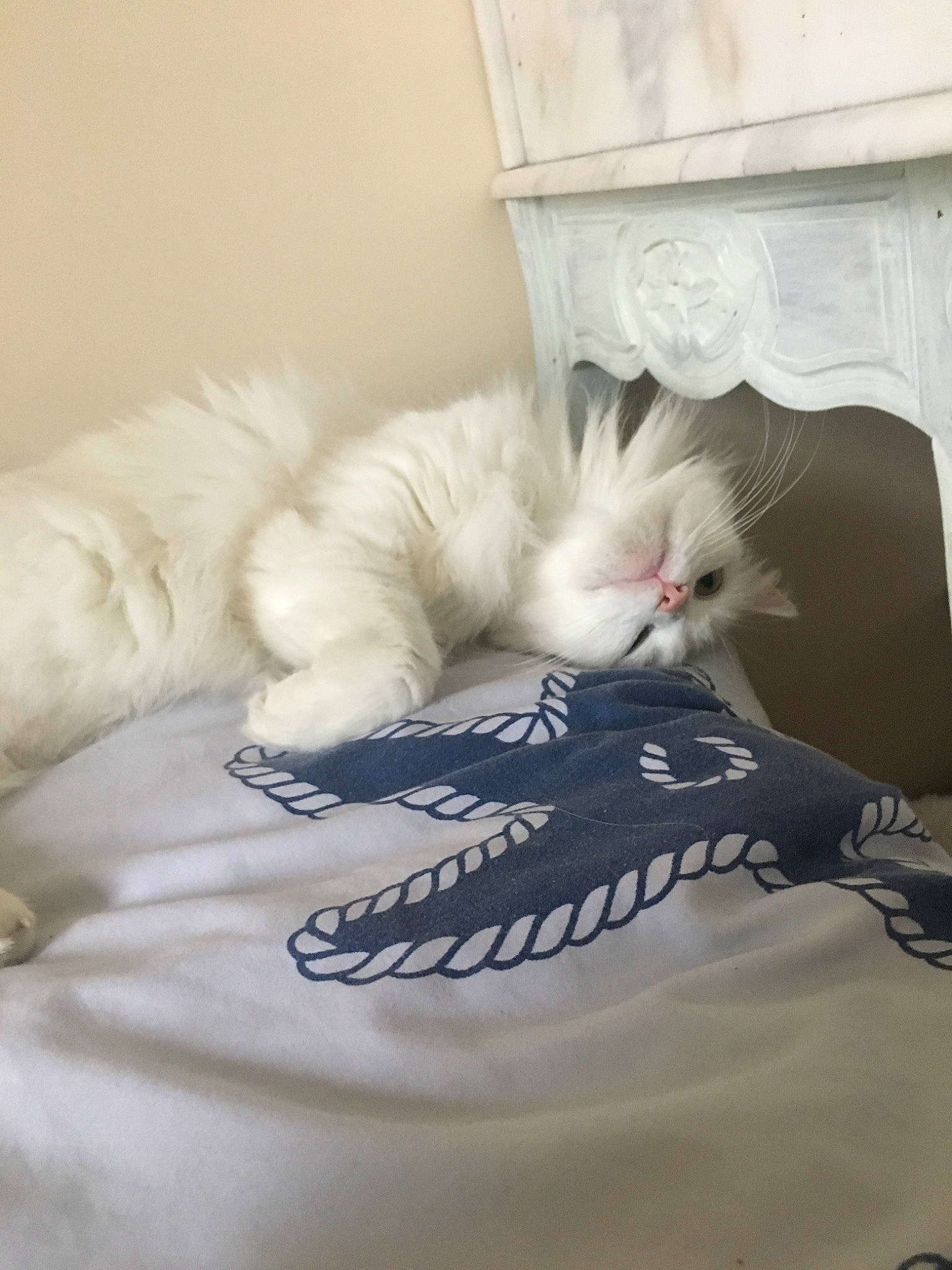 Chouchou a rejoint le concours — aidez-le/la à gagner de superbes lots ! bed, bed_sheet, carnivore, cat, felidae, fur, furniture, kitten, nap, norwegian_forest_cat, ragamuffin, ragdoll, room, sleep, small_to_medium_sized_cats, tail, turkish_angora, turkish_van, whiskers, white