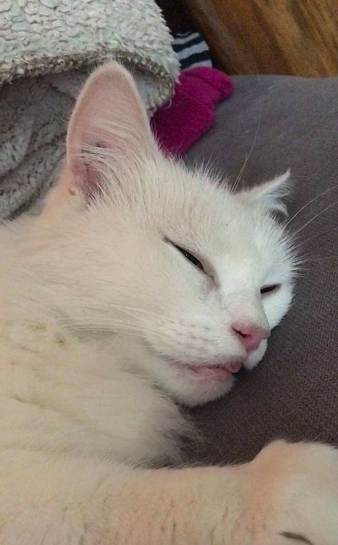 Chouchou participe au concours pour gagner de l'argent avec cette photo : aegean_cat, burmilla, carnivore, cat, colorpoint_shorthair, domestic_long_haired_cat, eye, felidae, khao_manee, kitten, mammal, nap, nose, ojos_azules, ragdoll, skin, small_to_medium_sized_cats, turkish_angora, turkish_van, whiskers