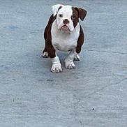 Major is registered to the contest to win money with this photo: bulldog, puppy, dog, animal, pet, white, brown, concrete, outdoor, standing, looking, young, cute, four_legs, ears, face, fur, snout, paws, ground
