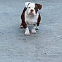 bulldog, puppy, dog, animal, pet, white, brown, concrete, outdoor, standing, looking, young, cute, four_legs, ears, face, fur, snout, paws, ground
