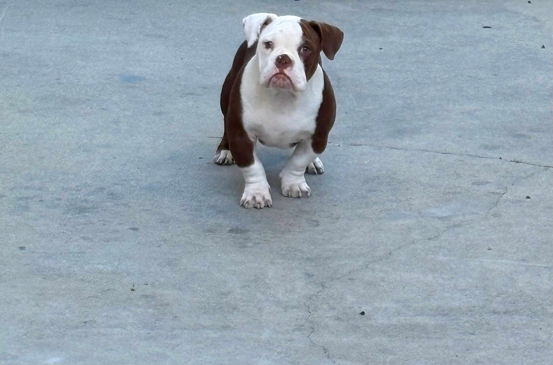 Major is registered to the contest to win money with this photo: bulldog, puppy, dog, animal, pet, white, brown, concrete, outdoor, standing, looking, young, cute, four_legs, ears, face, fur, snout, paws, ground