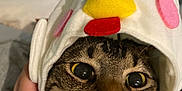 Marz joined the competition — help win amazing prizes! cat, tabby_cat, pet, costume, chicken_hat, hat, close_up, whiskers, big_eyes, nose, portrait, indoor, hand, bed, bedding, fabric, cute, funny, domestic_animal, silly