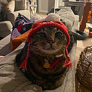 Marz is registered to the contest to win money with this photo: cat, tabby, feline, pet, hat, knit_hat, pom_pom, collar, tag, whiskers, stripes, couch, living_room, pillow, blanket, cat_tree, basket, indoor, cozy, furniture
