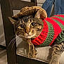cat, tabby_cat, pet, sweater, knit_hat, knitwear, striped_sweater, whiskers, chair, furniture, indoor, close_up, portrait, domestic_animal, cozy, brown_tabby, green, red, paw, looking_at_camera