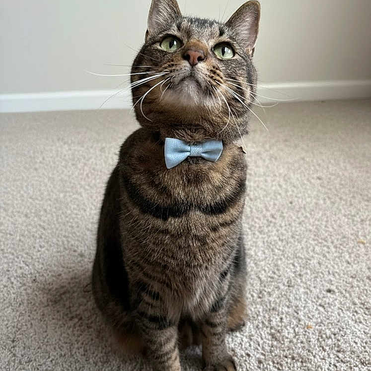 Marz joined the competition — help win amazing prizes! accessory, animal, bow_tie, carpet, cat, close_up, cute, feline, fur, green_eyes, home_interior, indoor, looking_up, neutral_background, paws, pet, portrait, sitting, tabby_cat, whiskers