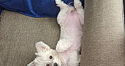 Josie joined the competition — help win amazing prizes! adorable, animal, blanket, couch, cozy, cute, dog, ears, fluffy, fur, home, indoor, looking, lying_down, paw, pet, puppy, relaxed, small_dog, white