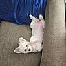 Josie joined the competition — help win amazing prizes! puppy, dog, white, fluffy, couch, blanket, indoor, pet, cute, lying_down, relaxed, fur, small_dog, ears, paw, looking, adorable, cozy, home, animal