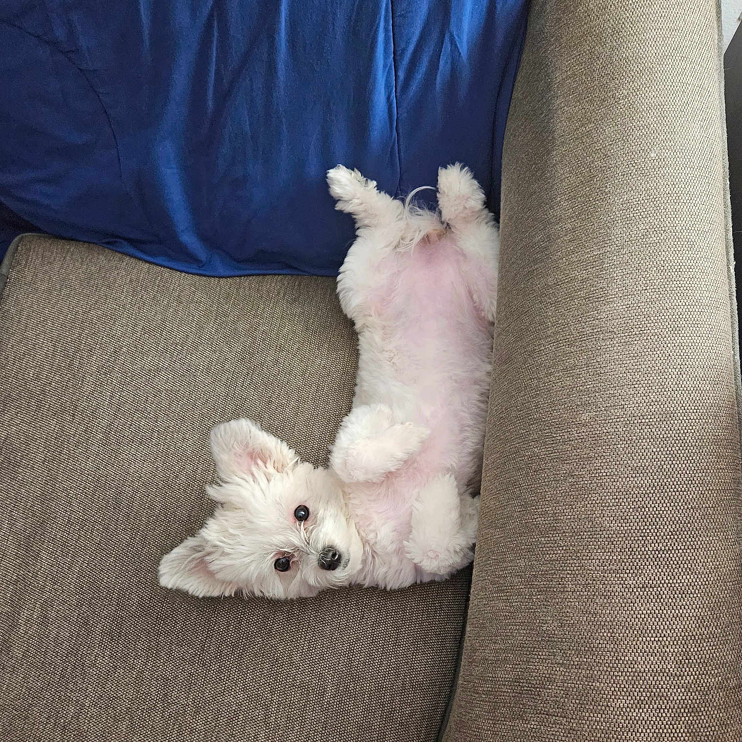 Josie joined the competition — help win amazing prizes! puppy, dog, white, fluffy, couch, blanket, indoor, pet, cute, lying_down, relaxed, fur, small_dog, ears, paw, looking, adorable, cozy, home, animal