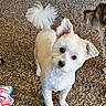 dog, small_dog, white_dog, curly_tail, fluffy_ears, carpet, indoor, pet, animal, curious, standing, two_dogs, companion, fur, cute, looking_up, domestic, friendly, playful, home