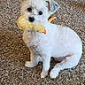 Josie joined the competition — help win amazing prizes! dog, toy, indoor, carpet, white_dog, pet, playful, cute, small_dog, fur, animal, companion, looking, sitting, household, domestic, fluffy, young_dog, curious, soft_toy