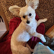 Josie joined the competition — help win amazing prizes! dog, white_dog, fluffy, pet, towel, carpet, indoor, cozy, ears, looking_up, animal, cute, small_dog, home, relaxed, plaid, fabric, wooden_object, floor, companion