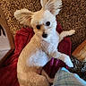 dog, white_dog, fluffy, pet, towel, carpet, indoor, cozy, ears, looking_up, animal, cute, small_dog, home, relaxed, plaid, fabric, wooden_object, floor, companion
