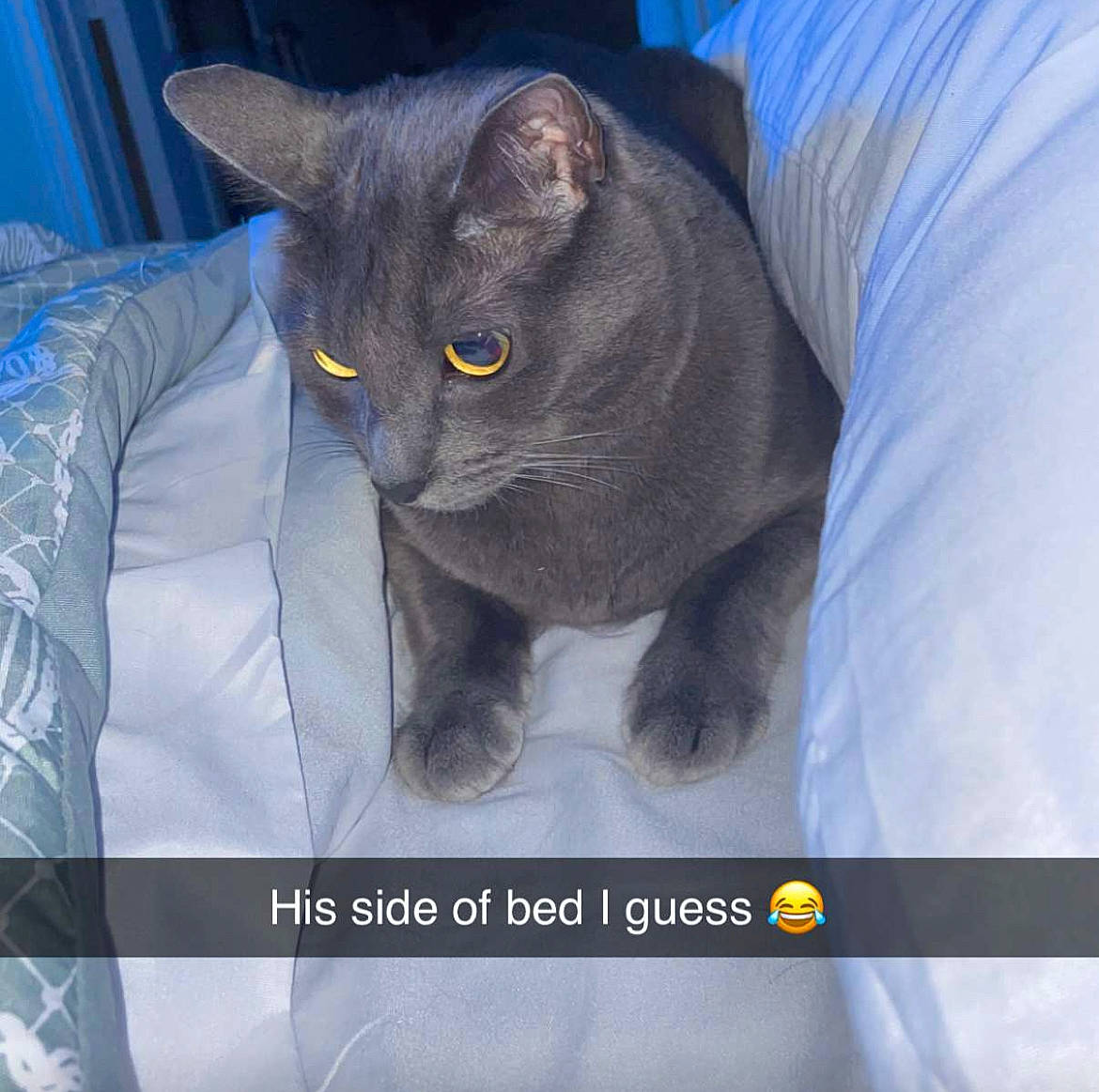 Beerus is registered to the contest to win money with this photo: black_cat, carnivore, cat, comfort, domestic_short_haired_cat, electric_blue, eye, felidae, font, fur, grey, head, photo_caption, russian_blue, small_to_medium_sized_cats, snout, tail, terrestrial_animal, whiskers